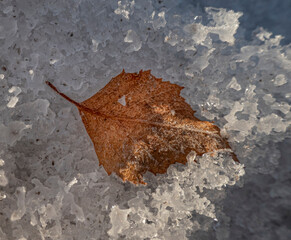 leaf in ice crystals