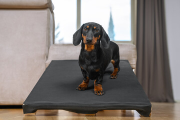 A dachshund puppy, black and tan, sits on a special ramp for dog with long spine and short paws to...