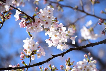桜の花