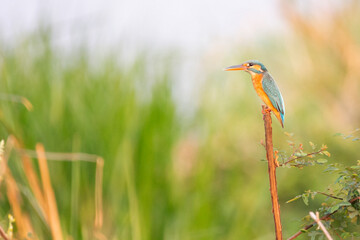 A common kingfisher perches on a branch waiting to catch fish.