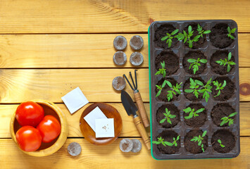 Growing tomato seedlings using peat tablets. Green sprouts of tomatoes, tools and paper bags with seeds on a wooden table. Spring gardening concept. Flat lay, close-up, top view, mock up