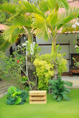tropical garden with palms