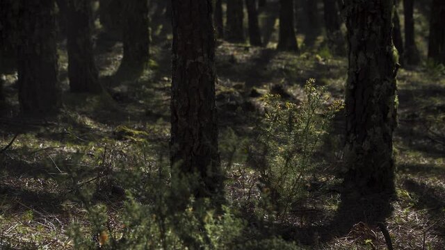 4K ulex europaeus commonly known as gorse or tojo moving in the wind in the middle of a pine forest. 60fps