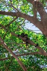 Howler Monkey