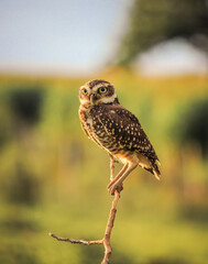 coruja buraqueira - burrowing owl posed on branch at dusk
