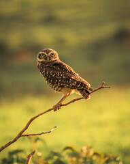 coruja buraqueira - burrowing owl posed on branch at dusk