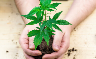 Hand holding pile of soil with Cannabis seedling prepare for transplant