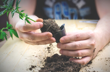 Young man holding small cannabis seedling with pile of soil preparing for transplant