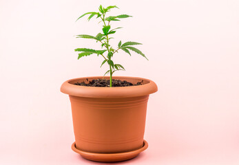 Cannabis seedling in pot Girl scout cookies strain on pastel pink background