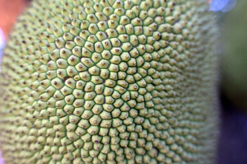 Close-up of the young jackfruit fruit on the jackfruit tree in the garden
