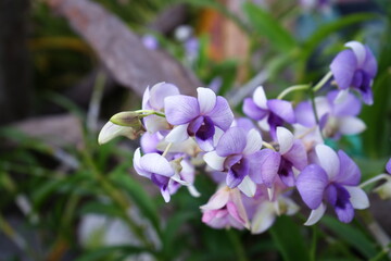 Obraz premium Beautiful Multi-Color Close-Up Orchid Flowers in The Garden.