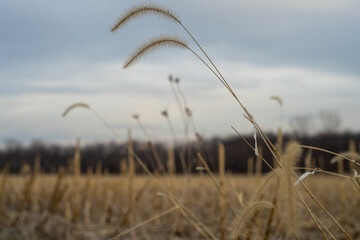 Fototapeta premium Dry grass blows in the wind over a golden field 
