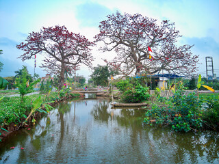 THAIBINH, VIETNAM - 14 MAR, 2021: Bombax blossoms over an ancient temple. This temple is in warship for some ancient angel King in history of Vietnam.