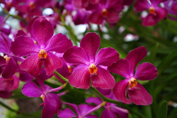 Obraz premium Beautiful Multi-Color Close-Up Orchid Flowers in The Garden.