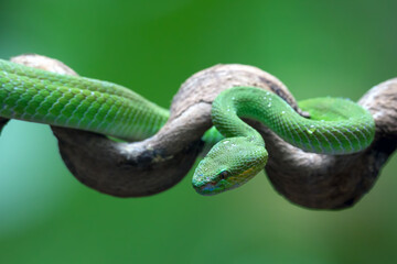 White-lipped island pit viper on a tree branch