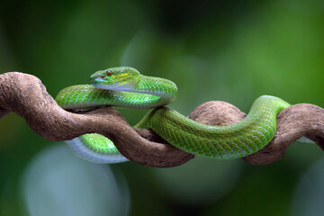 White-lipped island pit viper on a tree branch