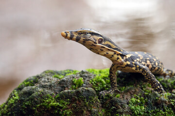 Small Asian water monitor near the pond