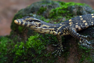 Small Asian water monitor near the pond