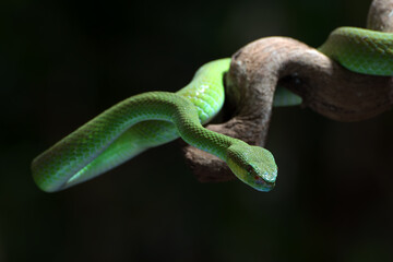 White-lipped island pit viper in dark background	