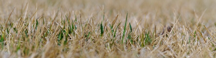 sprout of grass in early spring. Image of scenery coming in spring