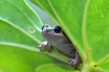  little red tree frog perched on a leaf