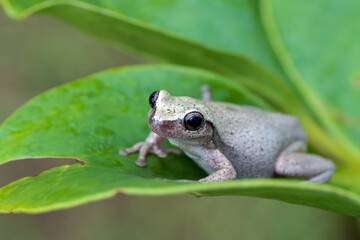  little red tree frog perched on a leaf