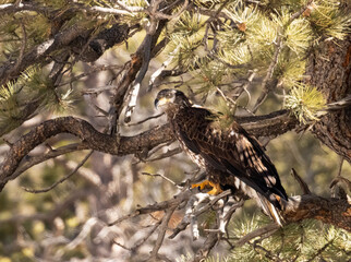 Juvenile bald eagle 