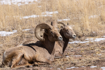 Bighorn Sheep Herd