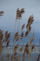 Winter Reeds in the Wind