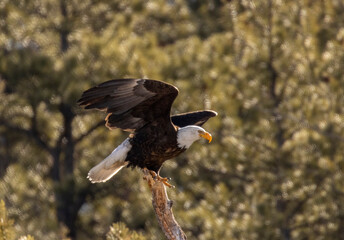 Bald Eagles in Eleven Mile Canyon