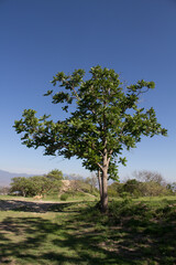 Fototapeta premium tree on a hill