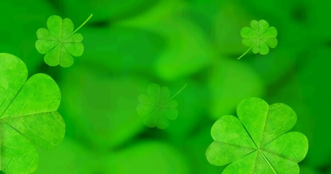 Animation of clover leaves falling spinning on green background