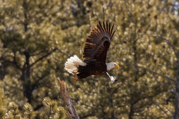 Bald Eagles in Eleven Mile Canyon