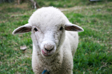 Obraz premium Oveja sacando la lengua en campo abierto 