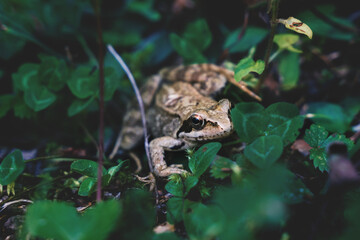 Small common frog, Rana temporia, in the forest between leaves, Austria