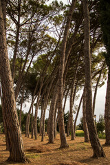 curved trees