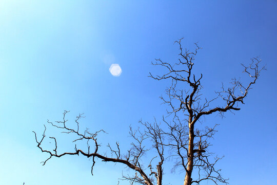Tree without leaf