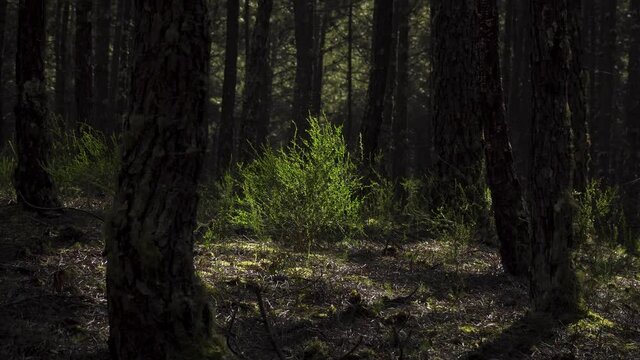 4K ulex europaeus commonly known as gorse or tojo in the middle of a pine forest. 60fps