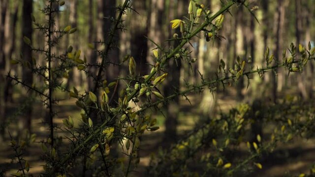 4K close up on a flowering branch of ulex europaeus commonly known as gorse or tojo in the middle of a pine forest. 60fps