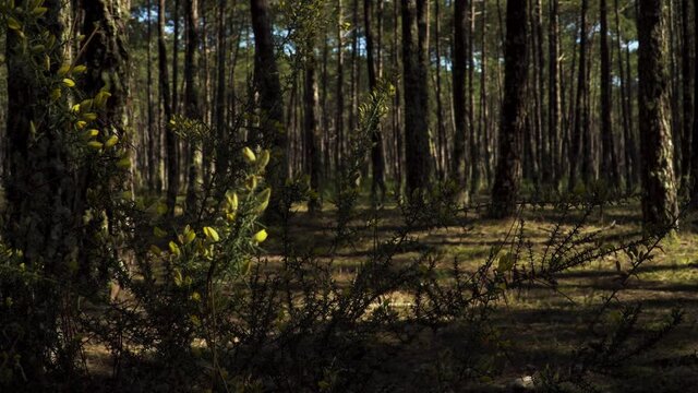 4K flowering branch of ulex europaeus commonly known as gorse or tojo with a pine forest in the background. 60fps