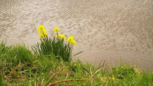 4K close up on some yellow and white narcissus commonly known as daffodil or jonquil in the river bed.