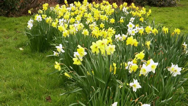 4K close up on some yellow and white narcissus commonly known as daffodil or jonquil shaking in the wind.