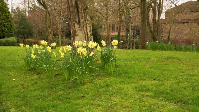 4K close up on some yellow and white narcissus commonly known as daffodil or jonquil shaking in the wind.