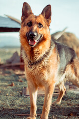 German Shepherd in profile with a protruding tongue.