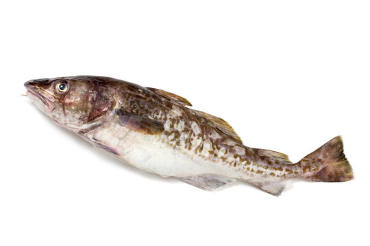まだら、真鱈、日本の鮮魚