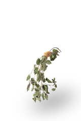 Dry oregano on isolated with clipping path. Dried oregano,Food preservation,Dehydrated vegetables.