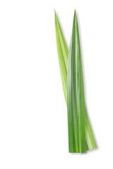 Pandan in isolated white background with clipping path. Pandanus amaryllifolius come.