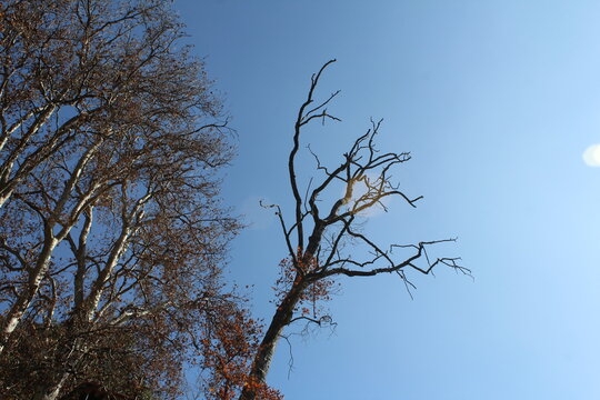 tree without leaf
