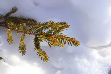 snow on the branches of pine