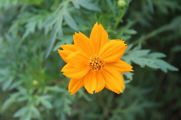 marigold flower
